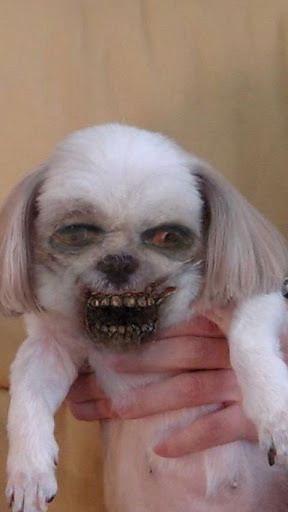 ������ʬapp���ذ�װ