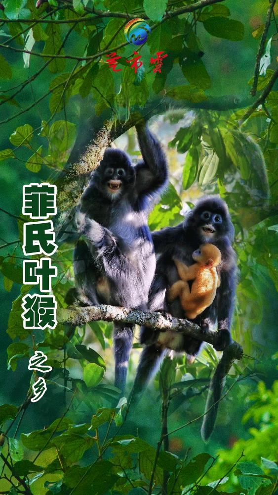 â����app��׿��